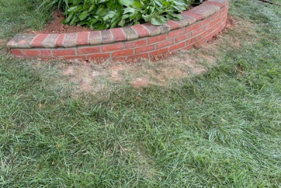 Retaining Border Wall Around Large Tree Fairfax